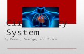 Circulatory System By Dommi, George, and Erica. Table of Contents Slide 1- Title Slide 2- Table of Contents Slide 3- Facts Slide 4- Important Roles in.