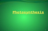 1. Introduction Autotrophs: any organism that can make their own food. Photoautotrophs : use light energy Chemoautotrophs change inorganic chemicals such.