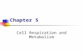 Chapter 5 Cell Respiration and Metabolism. Copyright © The McGraw-Hill Companies, Inc. Permission required for reproduction or display. Metabolism All.