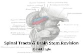 Spinal Tracts & Brain Stem Revision David Eagle. Ascending Tracts: Fasciculus Gracilis @ Thalamus: Synapse in Ventral Posterior Lateral Nucleus + ascends.