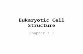 Eukaryotic Cell Structure Chapter 7.3. I. CELLULAR BOUNDARIES Plasma/Cell Membrane – Selectively permeable – Chapter 7.2 (phospholipid bi-layer) Cell.
