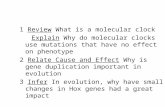 1 Review What is a molecular clock Explain Why do molecular clocks use mutations that have no effect on phenotype 2 Relate Cause and Effect Why is gene.