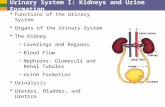 Urinary System I: Kidneys and Urine Formation  Functions of the Urinary System  Organs of the Urinary System  The Kidney Coverings and Regions Blood.