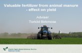 Improved fertilizer effect of nitrogen - trials in winter wheat 020406080100 Cattle slurry Pig slurry Digested slurry N-utilization, % (fertilizer.