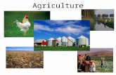 Agriculture. What is agriculture? It is the business of cultivating soil, raising livestock and producing crops for human need Can be called farming or.