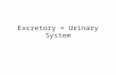Excretory = Urinary System. Overall functions Water homeostasis Cleanses body of waste such as urea Keeps pH homeostasis.