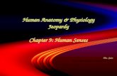 Human Anatomy & Physiology Jeopardy Chapter 9: Human Senses Mrs. Geist Bodine High School for International Affairs.