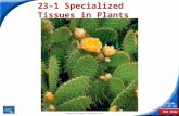 End Show Slide 1 of 34 Copyright Pearson Prentice Hall 23–1 Specialized Tissues in Plants.