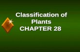 Classification of Plants CHAPTER 28 Plant Kingdom Flowering Plants Non-flowering Plants.