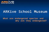 ARKive School Museum What are endangered species and why are they endangered?