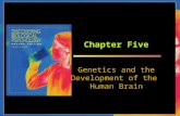 Chapter Five Genetics and the Development of the Human Brain.