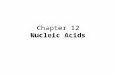 Chapter 12 Nucleic Acids. A. Nucleic Acids Macromolecules composed of subunits called nucleotides  polymers made of monomers Nucleotides:“building blocks”