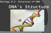 Biology 9.2 Structure of DNA DNA’s Structure. DNA’s winding staircase  By the early 1950s, most scientists were convinced that genes were made of DNA.
