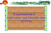 Experiment 6 Cultivation and Identification of Virus.