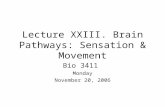 Lecture XXIII. Brain Pathways: Sensation & Movement Bio 3411 Monday November 20, 2006.