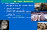 Marine Mammals B.Order Pinnipedia Evolved from terrestrial carnivores Predators - Fishes, squids Streamlined bodies Blubber layer under skin Inhibit loss.