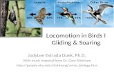 Locomotion in Birds I Gliding & Soaring JodyLee Estrada Duek, Ph.D. With much material from Dr. Gary Ritchison .