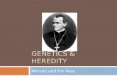 GENETICS & HEREDITY Mendel and His Peas.  Heredity – the passing of traits from parents to offspring  Gregor Mendel – “father of genetics”  Austrian.