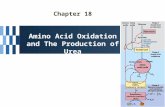 Chapter 18 Amino Acid Oxidation and The Production of Urea.
