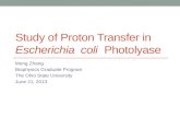 Study of Proton Transfer in Escherichia coli Photolyase Meng Zhang Biophysics Graduate Program The Ohio State University June 21, 2013.