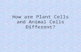 How are Plant Cells and Animal Cells Different?. How is Mitosis Different in Plant Cells? Plant cells do not have centrioles. Plant cells do Not do Cytokinesis.