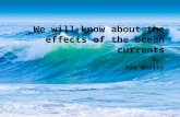 By: Sam Whaley. What are ocean currents? The ocean current is the steady flow of ocean water in a prevailing direction. Ocean currents are caused by the.