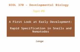 A First Look at Early Development: Rapid Specification in Snails and Nematodes Lange BIOL 370 – Developmental Biology Topic #6.