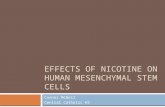 EFFECTS OF NICOTINE ON HUMAN MESENCHYMAL STEM CELLS Connor McNeil Central Catholic HS.