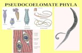 PSEUDOCOELOMATE PHYLA. CHARACTERISTICS Pseudocoelom space between gut and mesoderm parts of body wall space filled with fluid for differentiation of systems.