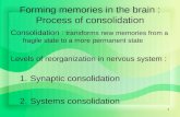 1 Forming memories in the brain : Process of consolidation Consolidation : transforms new memories from a fragile state to a more permanent state Levels.