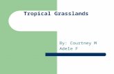 Tropical Grasslands By: Courtney M Adele F. Temperature Average annual temperature 17°C Winter temperature 15°C Summer Temperature 20°C (Living in the.
