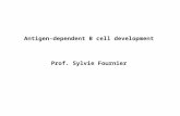Antigen-dependent B cell development Prof. Sylvie Fournier.