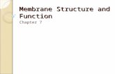 Membrane Structure and Function Chapter 7. What is the Function of The Plasma Membrane? boundary must be selectively permeable What, then is the structure.