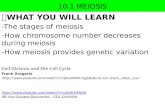 10.1 MEIOSIS  WHAT YOU WILL LEARN -The stages of meiosis -How chromosome number decreases during meiosis -How meiosis provides genetic variation Cell.