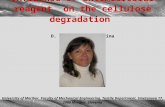 Influence of antimicrobial reagent on the cellulose degradation D. Jaušovec, B. Vončina University of Maribor, Faculty of Mechanical Engineering, Textile.