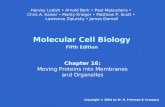 Molecular Cell Biology Fifth Edition Chapter 16: Moving Proteins into Membranes and Organelles Copyright © 2004 by W. H. Freeman & Company Harvey Lodish.