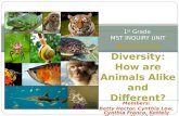 Members: Betty Hector, Cynthia Lew, Cynthia Franco, Kettely DeJesus, Mariel Suarez 1 st Grade MST INQUIRY UNIT Animals Diversity: How are Animals Alike.