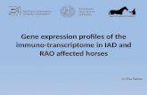 Gene expression profiles of the immuno-transcriptome in IAD and RAO affected horses Dr. Elisa Padoan Dipartimento di biomedicina comparata e alimentazione.