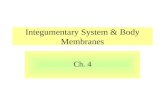 Integumentary System & Body Membranes Ch. 4. Please Turn to Page 93 in Your Book. 2 types of body membranes: Epithelial and Connective A membrane= a very.