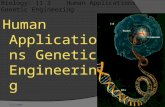 11/1/2009 Biology: 11.2 Human Applications Genetic Engineering Human Applications Genetic Engineering.