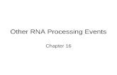 Other RNA Processing Events Chapter 16. Ribosomal RNA Processing rRNA genes of both eukaryotes and bacteria are transcribed as larger precursors must.