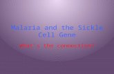Malaria and the Sickle Cell Gene What’s the connection?