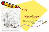 MycologyMycology Disease of Yeast & Mold. Mycology  Study of fungi includes yeast and mold  Eukaryotic cell  Chemo-heterotroph - require organic compounds.