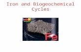 Iron and Biogeochemical Cycles. Redfield Ratio C:N:P 106:16 :1 ( Redfield, 1958) Could there be other essential micro-nutrients? -Trace metals such as.
