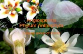 Angiosperms Phylum Anthophyta Largest group of plants.