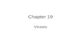 Chapter 19 Viruses. Microbial Model Systems Are viruses living organisms? –Maybe The origins of molecular biology lie in early studies of viruses that.
