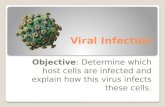 Viral Infection Objective: Determine which host cells are infected and explain how this virus infects these cells.