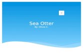 Sea Otter By: Olivia C.  Type of mammal. A Sea Otter is.