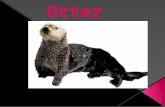 Name of animal is sea otter Scientific name enhydra lutris Sea Otters are different colors They grow up to be 100 pounds Name of animal is sea otter Scientific.