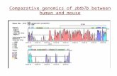 Comparative genomics of zbtb7b between human and mouse.